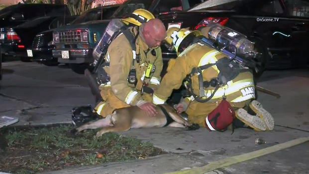 02-18-2016-lafd-firefighters-dog-koreatown