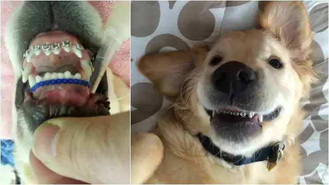 doggie dentist_1456760188899_908334_ver1.0