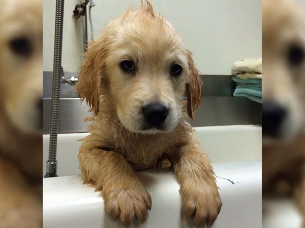 this-puppy-had-to-get-braces-and-its-equally-awkward-and-adorable-11-photos-111