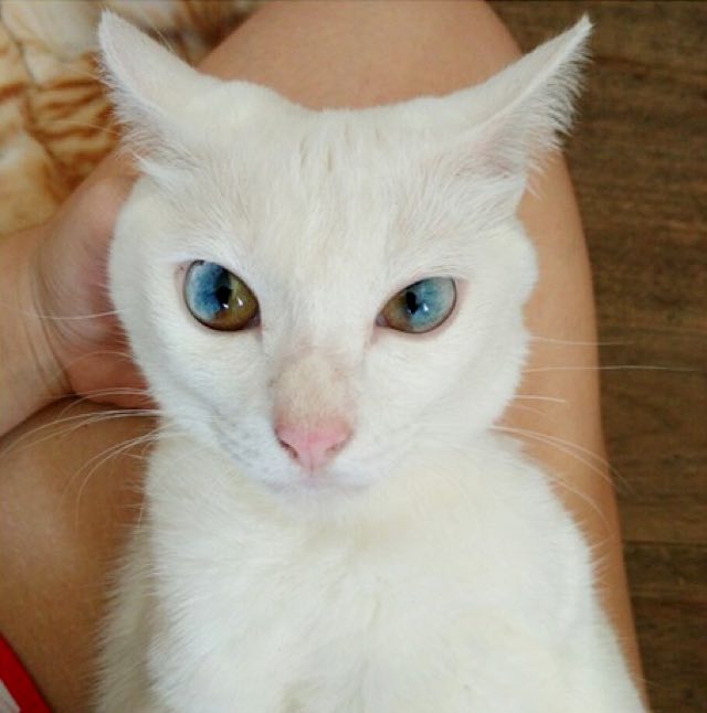 heterochromiacat1