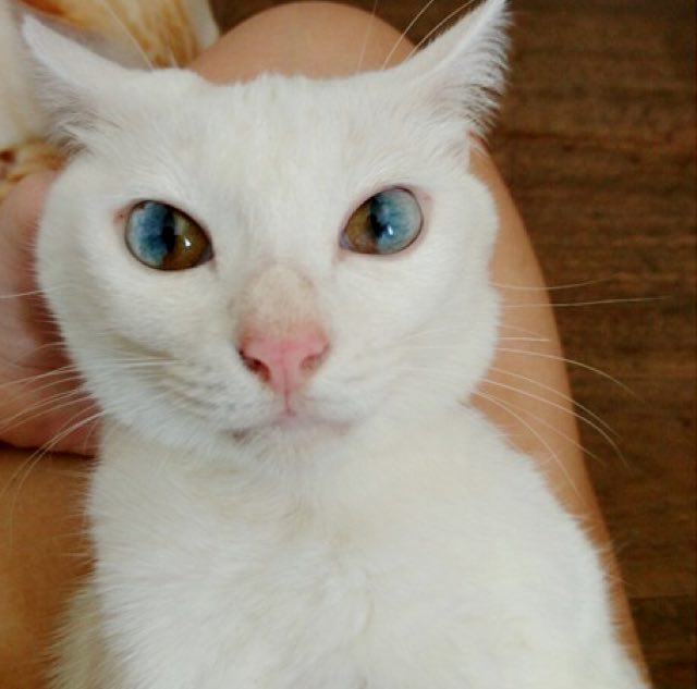 heterochromiacat2