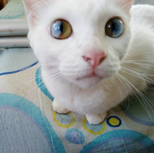 heterochromiacat3