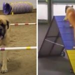 slow dog agility course