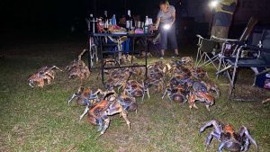 Dozens of giant coconut crabs crash family's quiet picnic to steal ...
