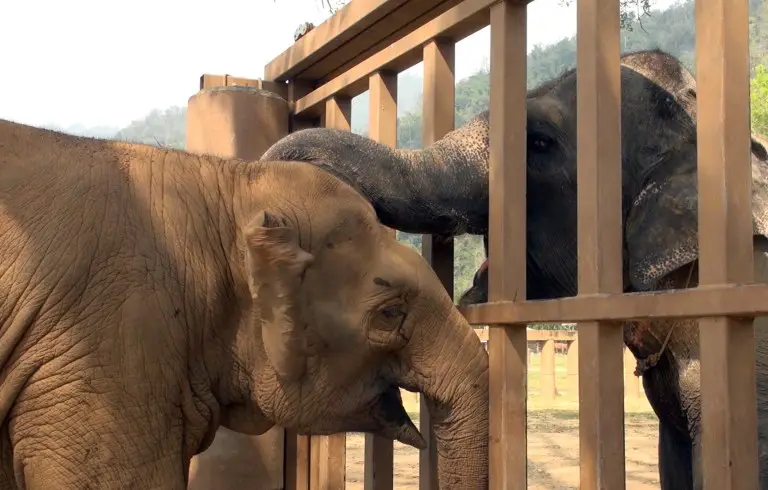 Rescued Blind Elephant Meets Herd