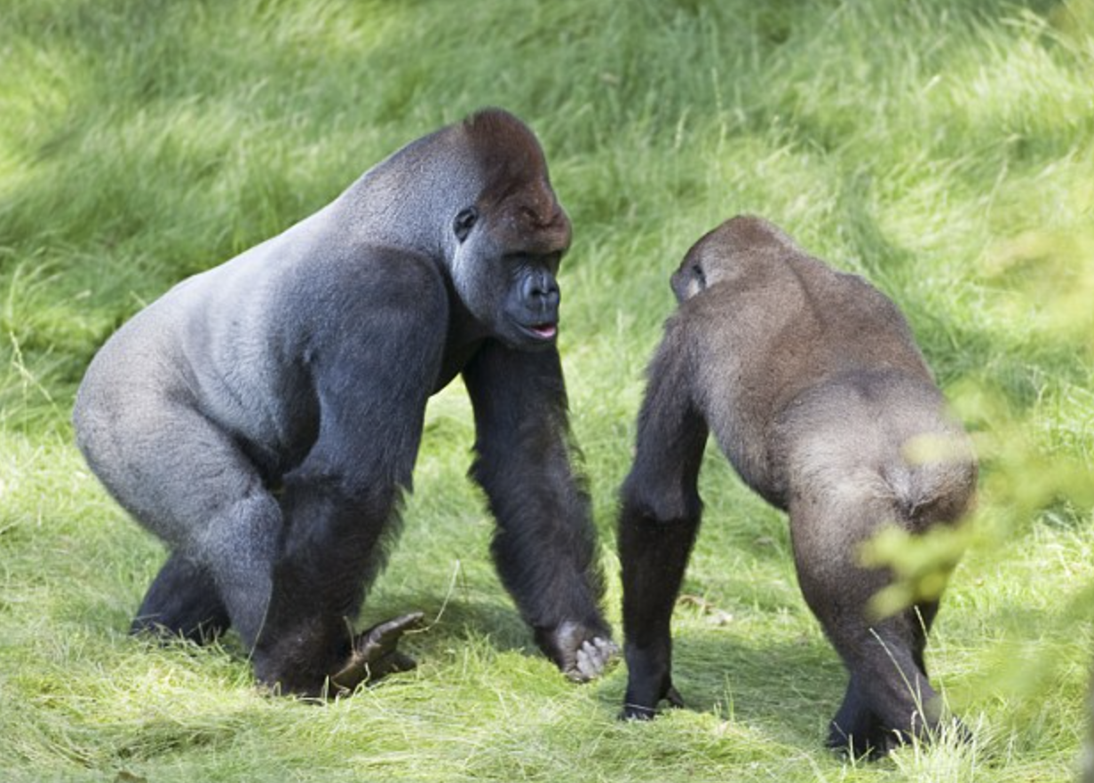 Emotional Moment Two Gorilla Brothers Reunited After Three Years Apart - Kingdoms TV