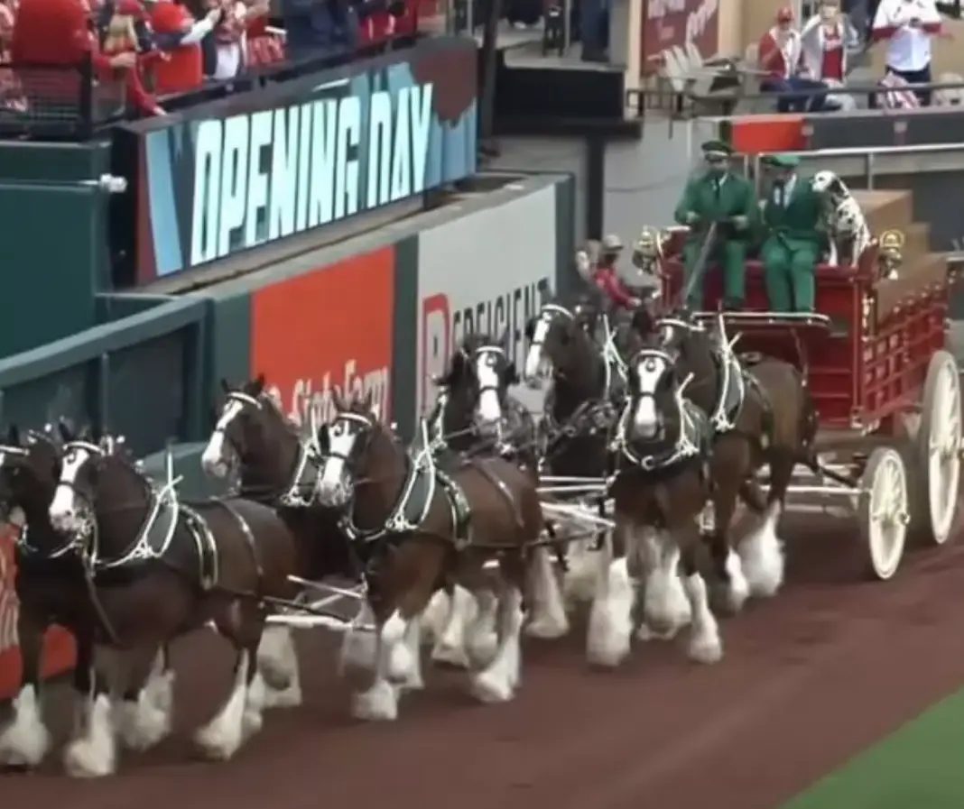 Adorable baby Clydesdale spots mom during performance and steals the show