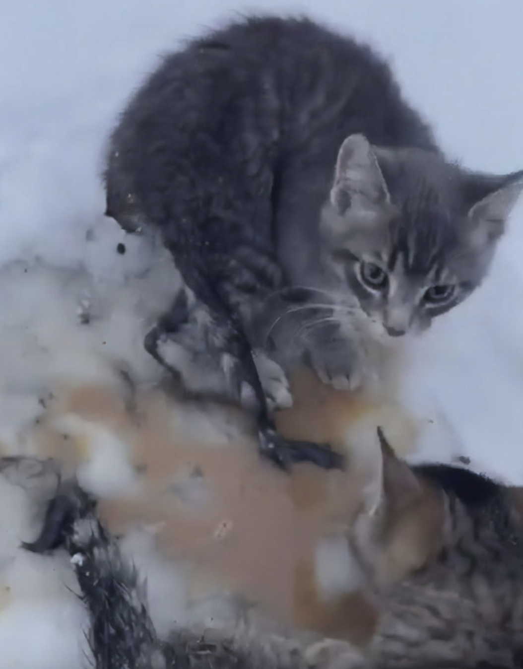 Кошечки спасают. Замерзший котенок. Котик замерз. Котенок в сугробе.