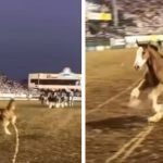 baby Clydesdale steals the show