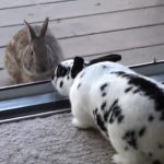 bunnies fall in love