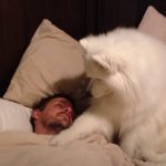 dog wakes up her human