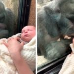 gorilla and mom bonding over babies