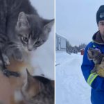 hero saves kitten