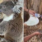 man give water to thirsty koala