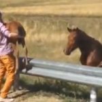 motorist saves stranded foal