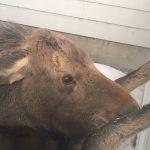 baby moose stuck in gate