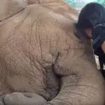 elephant lullabies