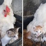 hen and kittens