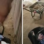 horse comforts crying baby