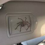 man car spider