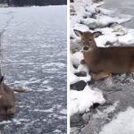 man saves deer (1)